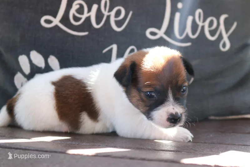 Susie – Jack Russell Terrier puppy for sale in Stoutland, MO