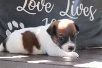 Susie, a female Jack Russell Terrier for sale in Stoutland, MO – 1 of 3