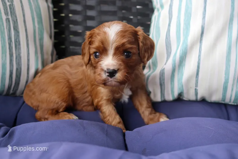 River – Cavalier King Charles Spaniel puppy for sale in Stoutland, MO