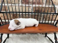 Jane, a female Jack Russell Terrier for sale in Stoutland, MO – 1 of 3