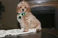 Rocky, a female Poodle - Miniature  for sale in Stoutland, MO – 4 of 5