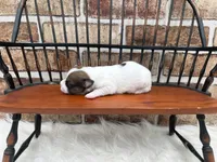 Jill, a female Jack Russell Terrier for sale in Stoutland, MO – 3 of 4