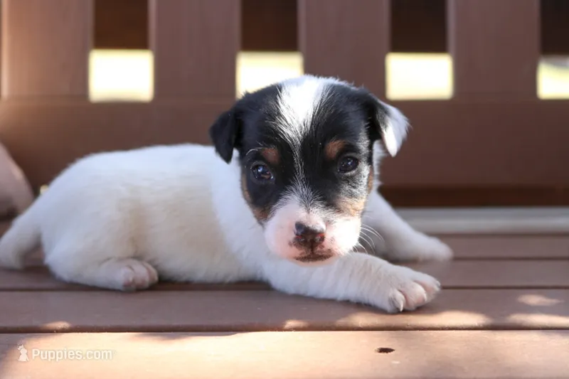Scott – Jack Russell Terrier puppy for sale in Stoutland, MO