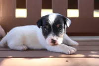 Scott, a female Jack Russell Terrier for sale in Stoutland, MO – 1 of 4