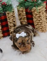 Brooke, a female Yorkshire Terrier for sale in Stoutland, MO – Photo 2 of 4