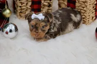 Brooke, a female Yorkshire Terrier for sale in Stoutland, MO – Photo 4 of 4