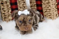 Brooke, a female Yorkshire Terrier for sale in Stoutland, MO – Photo 1 of 4