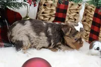 Brooke, a female Yorkshire Terrier for sale in Stoutland, MO – Photo 3 of 4
