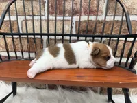 James, a male Jack Russell Terrier for sale in Stoutland, MO – 2 of 3