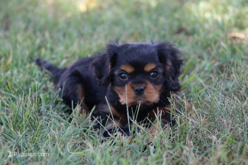 Peanut – Cavalier King Charles Spaniel puppy for sale in Stoutland, MO