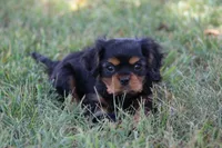 Peanut, a male Cavalier King Charles Spaniel for sale in Stoutland, MO – 1 of 3