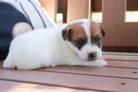 Sam, a female Jack Russell Terrier for sale in Stoutland, MO – 1 of 3