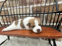 James, a male Jack Russell Terrier for sale in Stoutland, MO – 3 of 3