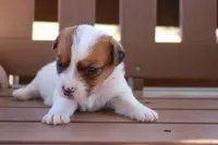 Sally, a female Jack Russell Terrier for sale in Stoutland, MO – 2 of 3