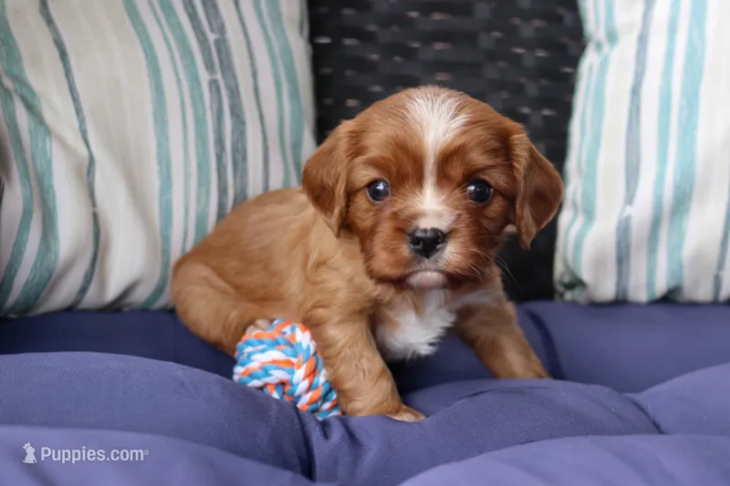 Rider – Cavalier King Charles Spaniel puppy for sale in Stoutland, MO