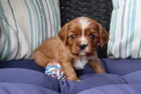 Rider, a male Cavalier King Charles Spaniel for sale in Stoutland, MO – 1 of 5