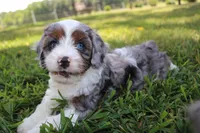 Prince, a male Cavapoo for sale in Stoutland, MO – 2 of 6