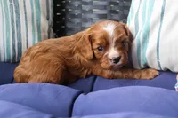 River, a male Cavalier King Charles Spaniel for sale in Stoutland, MO – 2 of 3