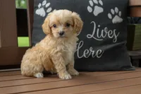 Bonnie, a female Cavapoo for sale in Stoutland, MO – 2 of 3