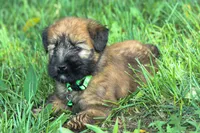 AKC Sadie, a female Soft Coated Wheaten Terrier for sale in Stoutland, MO – 5 of 7