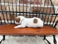 Jack, a male Jack Russell Terrier for sale in Stoutland, MO – 3 of 4