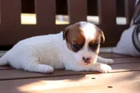 Sally, a female Jack Russell Terrier for sale in Stoutland, MO – 3 of 3