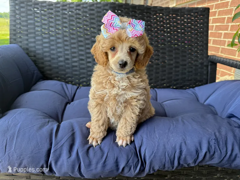 Ginger – Poodle - Miniature  puppy for sale in Stoutland, MO
