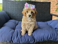 Ginger, a female Poodle - Miniature  for sale in Stoutland, MO – 2 of 3
