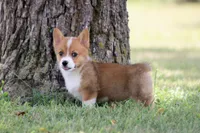 AKC Vallory, a female Pembroke Welsh Corgi for sale in Stoutland, MO – 3 of 4