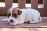 Sam, a female Jack Russell Terrier for sale in Stoutland, MO – 2 of 3