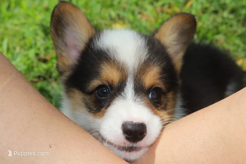 AKC Grant – Pembroke Welsh Corgi puppy for sale in Stoutland, MO