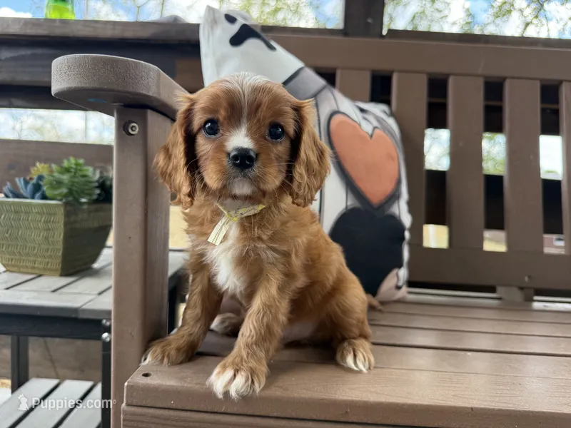 River – Cavalier King Charles Spaniel puppy for sale in Stoutland, MO