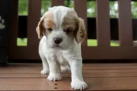 Sissy, a female Cocker Spaniel for sale in Stoutland, MO – 3 of 7