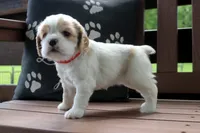 Sissy, a female Cocker Spaniel for sale in Stoutland, MO – 2 of 7
