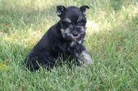 Maggie, a female Miniature Schnauzer for sale in Stoutland, MO – 2 of 3