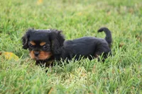 Peanut, a male Cavalier King Charles Spaniel for sale in Stoutland, MO – 3 of 3