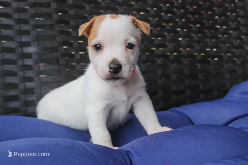 Julie – Jack Russell Terrier puppy for sale in Stoutland, MO