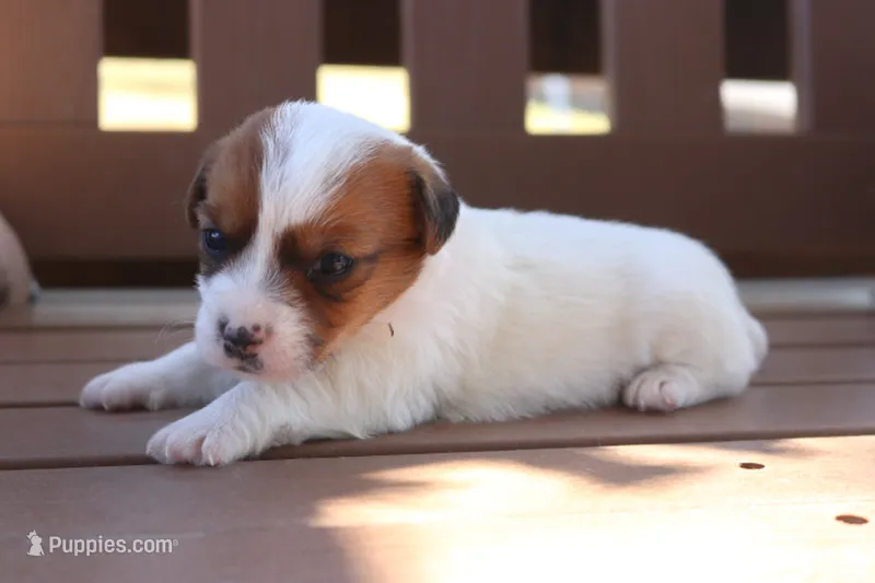 Sally – Jack Russell Terrier puppy for sale in Stoutland, MO