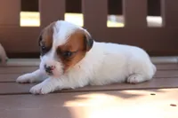 Sally, a female Jack Russell Terrier for sale in Stoutland, MO – 1 of 3
