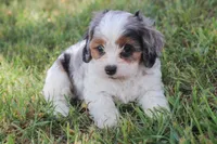 Sophia, a female Cavapoo for sale in Stoutland, MO – 2 of 3