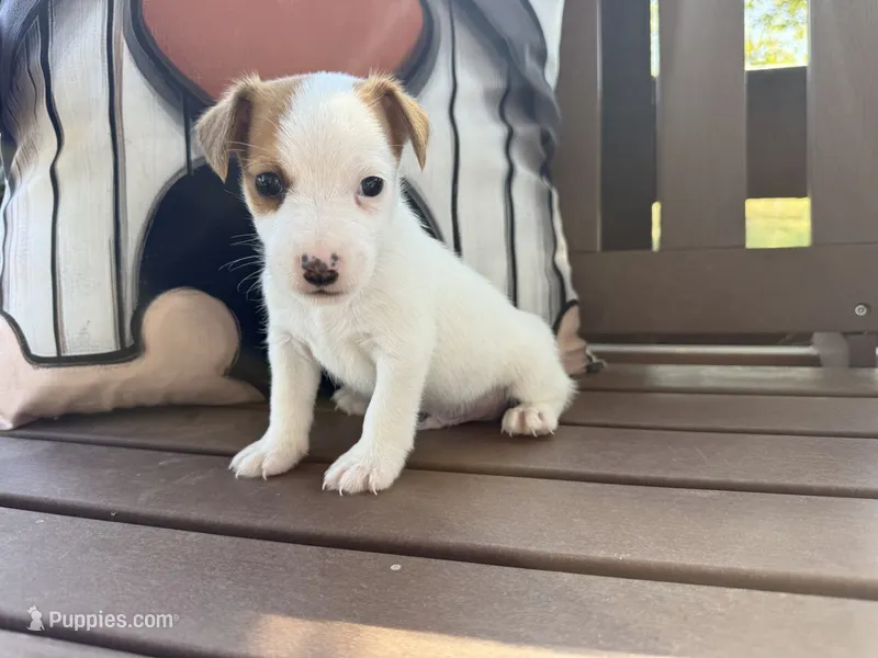 Billy – Jack Russell Terrier puppy for sale in Stoutland, MO