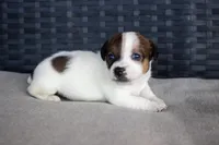 Chandler, a male Jack Russell Terrier for sale in Stoutland, MO – Photo 1 of 4