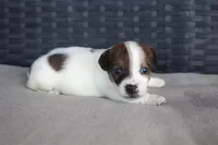 Chandler, a male Jack Russell Terrier for sale in Stoutland, MO – Photo 4 of 4