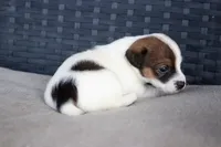 Chandler, a male Jack Russell Terrier for sale in Stoutland, MO – Photo 3 of 4