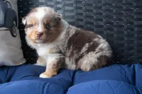 Bennet, a male Miniature Australian Shepherd for sale in Stoutland, MO – Photo 4 of 4