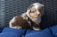 Bennet, a male Miniature Australian Shepherd for sale in Stoutland, MO – Photo 2 of 4