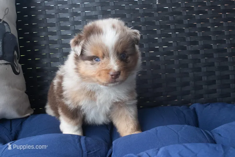 Bennet – Miniature Australian Shepherd puppy for sale in Stoutland, MO