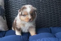 Bennet, a male Miniature Australian Shepherd for sale in Stoutland, MO – Photo 1 of 4