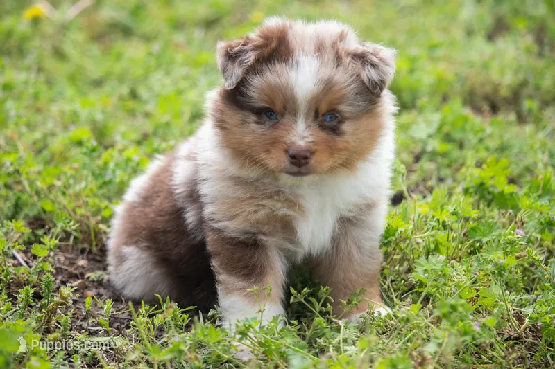 Bennet – Miniature Australian Shepherd puppy for sale in Stoutland, MO
