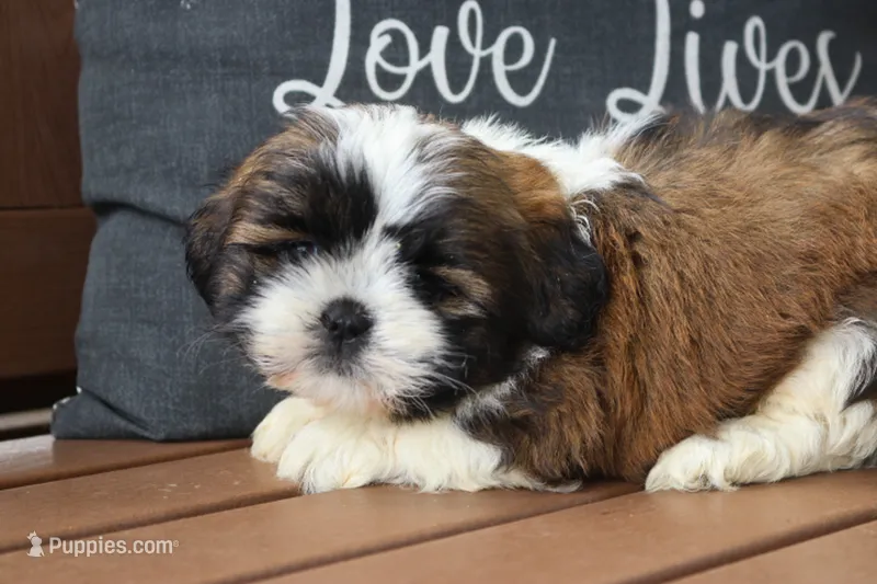 Ethyl  – Lhasa Apso puppy for sale in Stoutland, MO